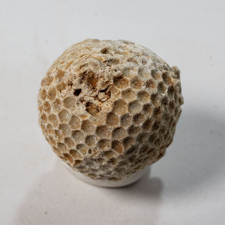 Dasyclade algae-Cyclocrinitis dactyloides