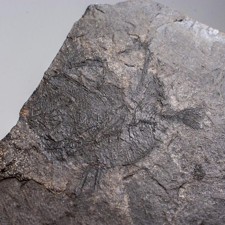Oligocene Fish - Zenopsis clarus