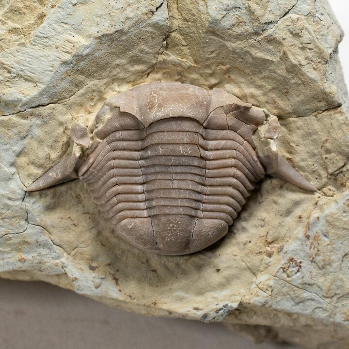 Rare Trilobite -Thaleops