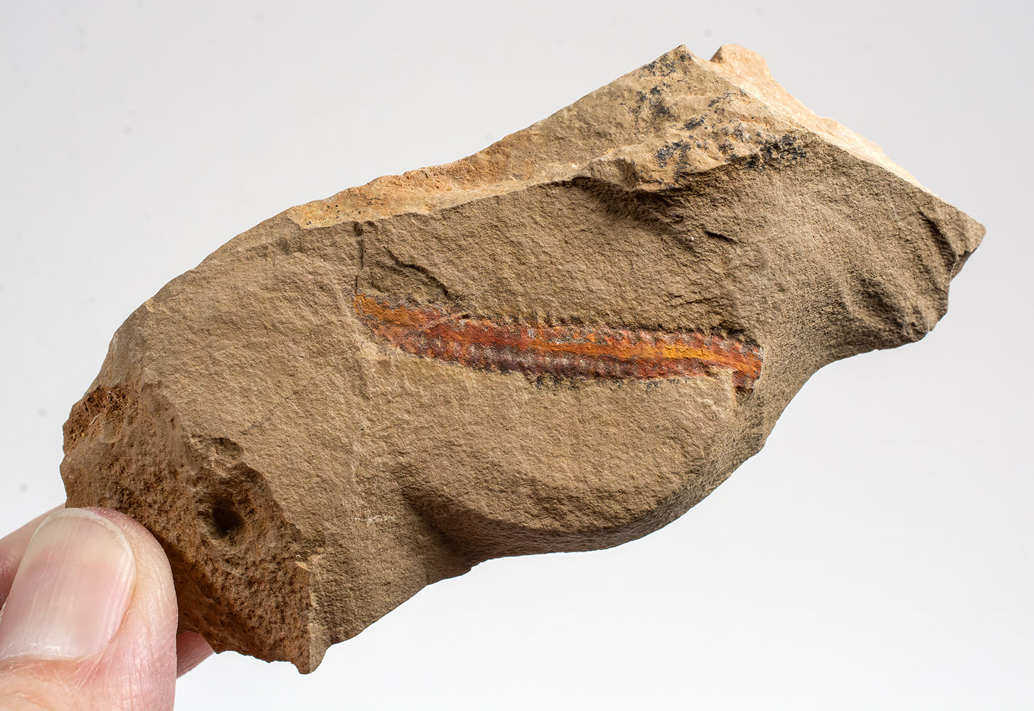 Ordovician Polychaete worm - Image 2