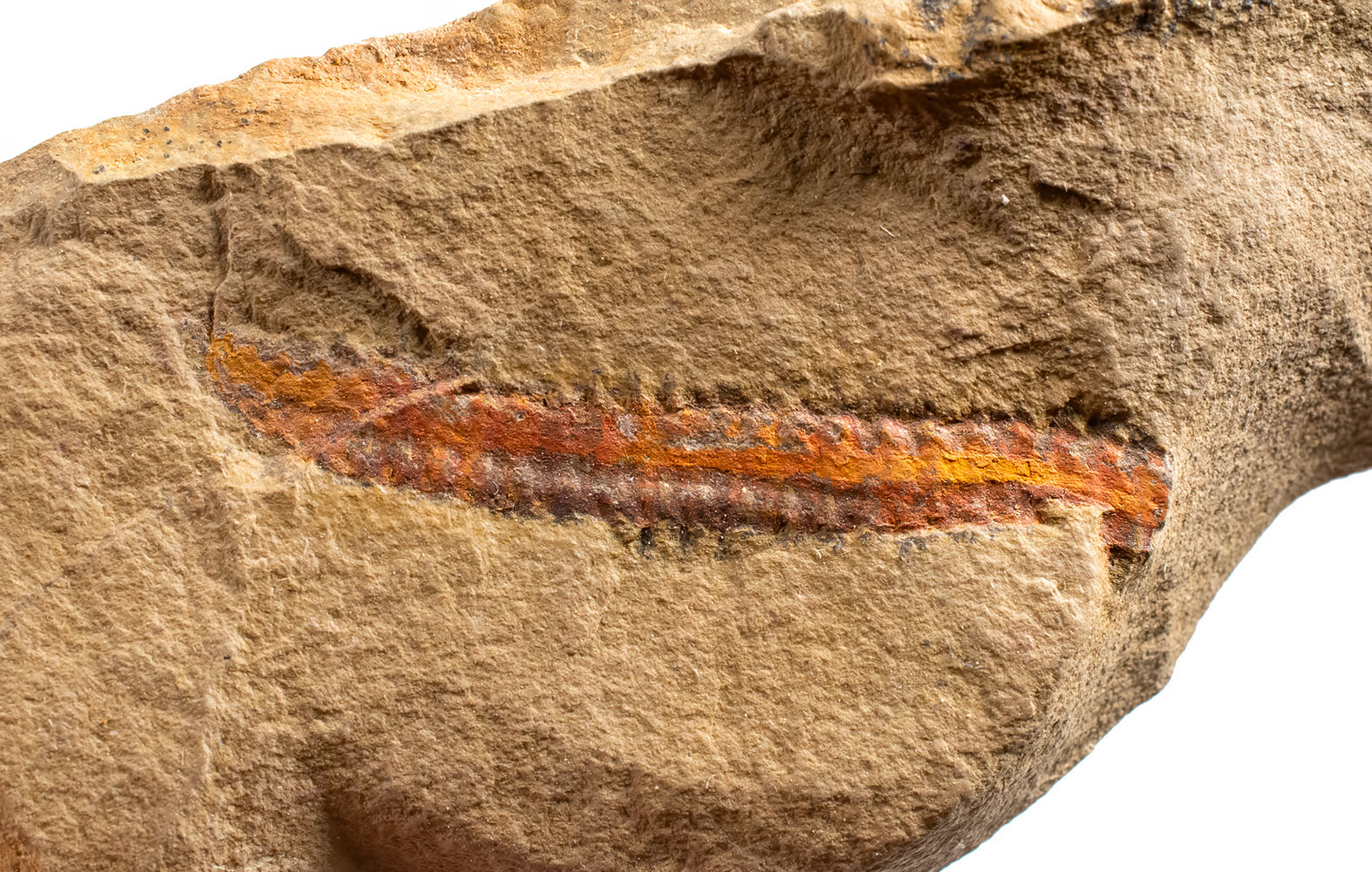 Ordovician Polychaete worm