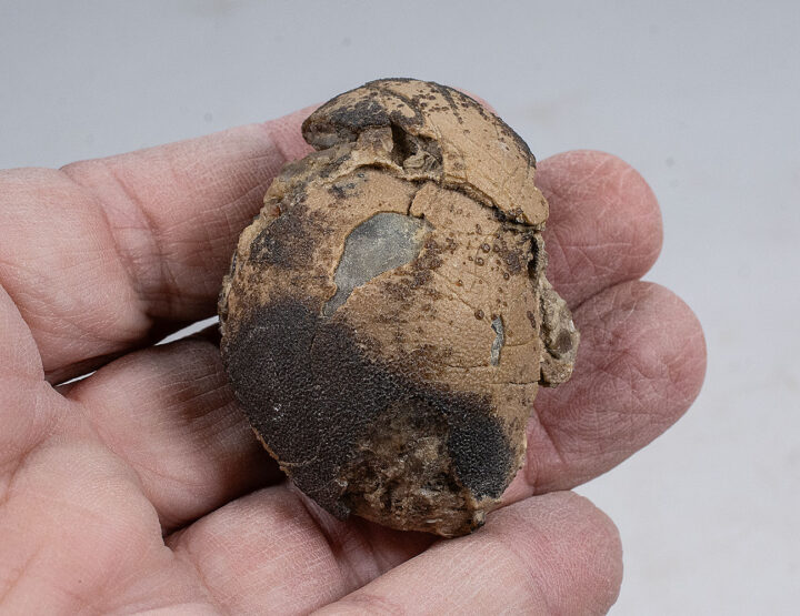 Very Rare Near Complete Bird Egg