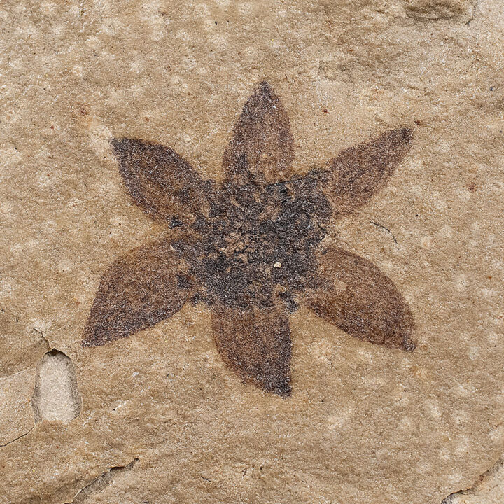 Rare Eocene flower - Antholithes