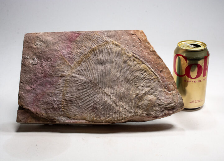 Extremely Rare Pycnodont Fish -Tepexichthys aranguthyorumgen