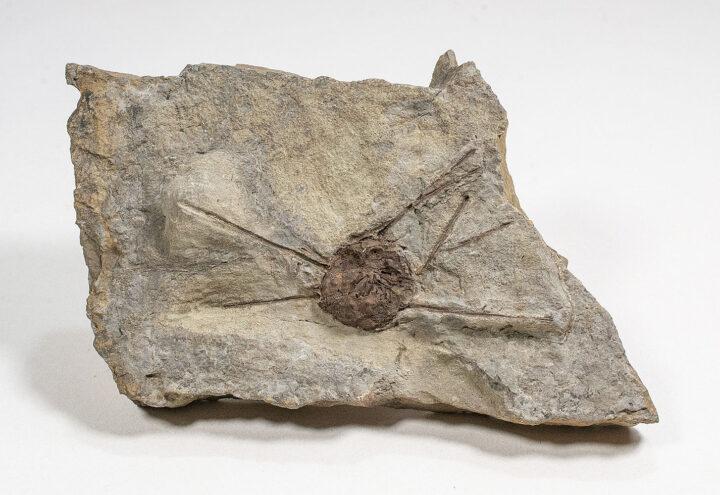 Ultra-rare California Echinoid