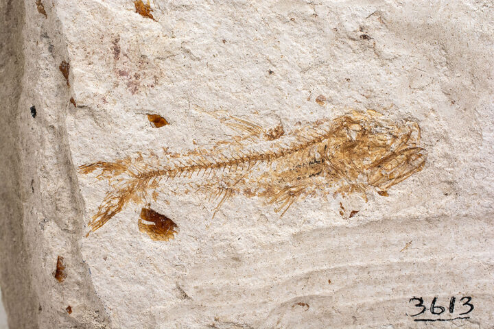 California Lanternfish - Lepidophanes (Lampanyctus)