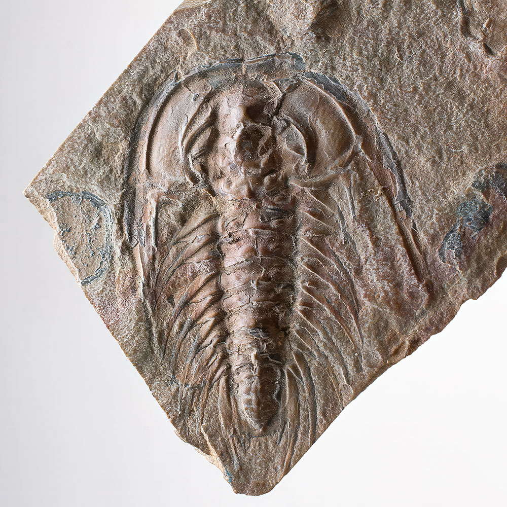 Rare Trilobite-Zacanthoides typicalis - Image 4