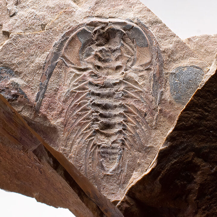 Rare Trilobite-Zacanthoides typicalis