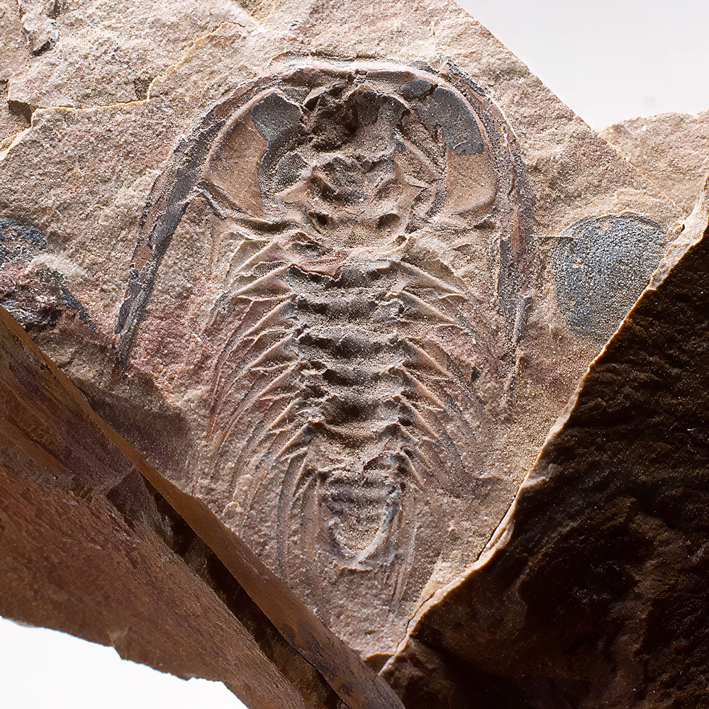 Rare Trilobite-Zacanthoides typicalis