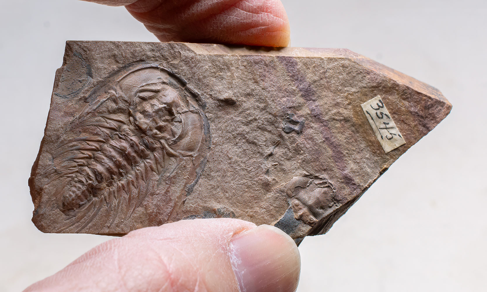 Rare Trilobite-Zacanthoides typicalis - Image 3
