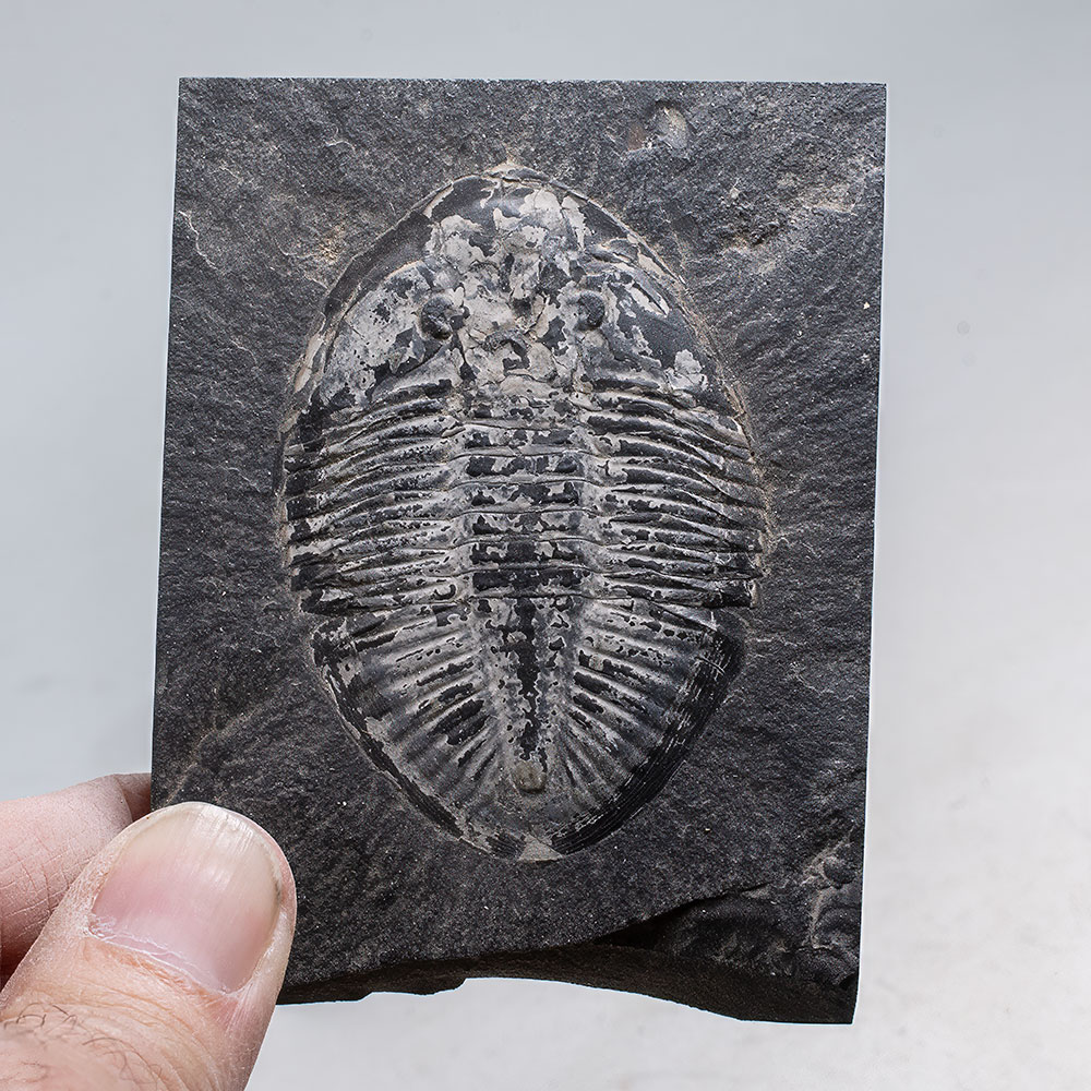 Ordovician Trilobite - Pseudogygites - Image 2