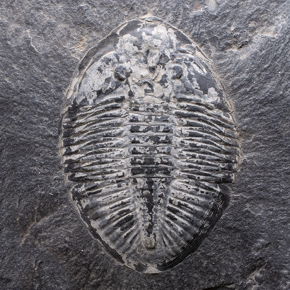 Ordovician Trilobite - Pseudogygites
