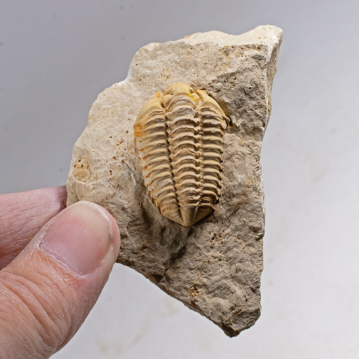 Trilobite-Calymene celebra Raymond 1916
