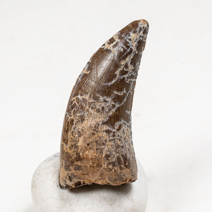 Dinosaur tooth - Nanotyrannus
