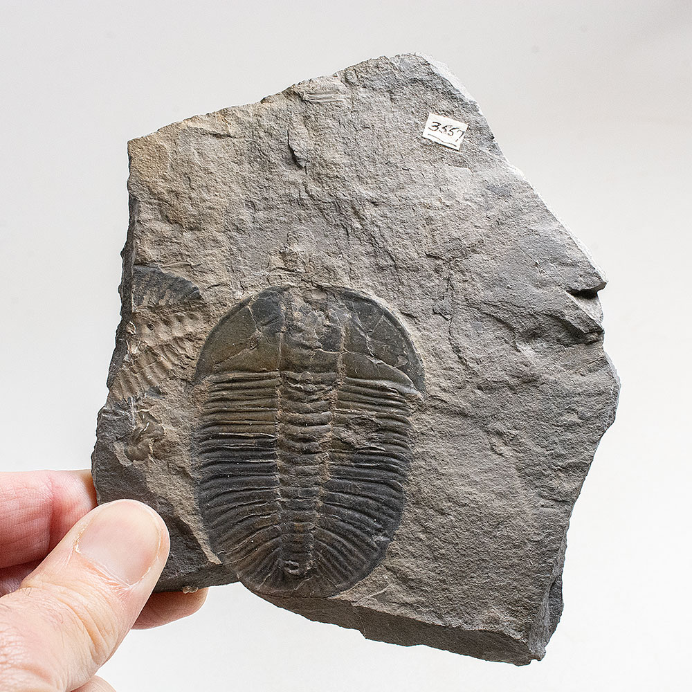 Ordovician Trilobite-Pseudogygites latimarginata - Image 2