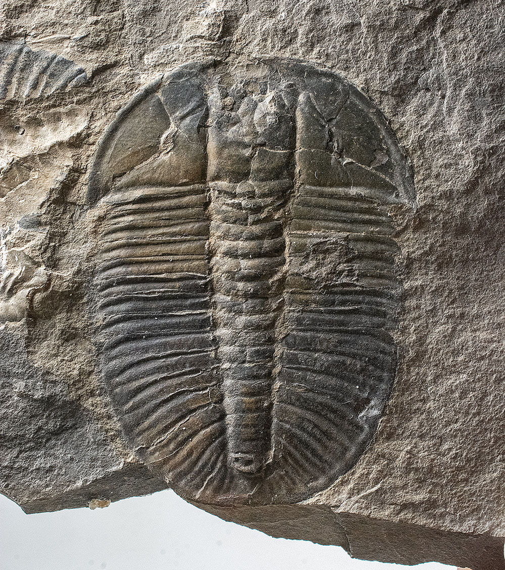 Ordovician Trilobite-Pseudogygites latimarginata