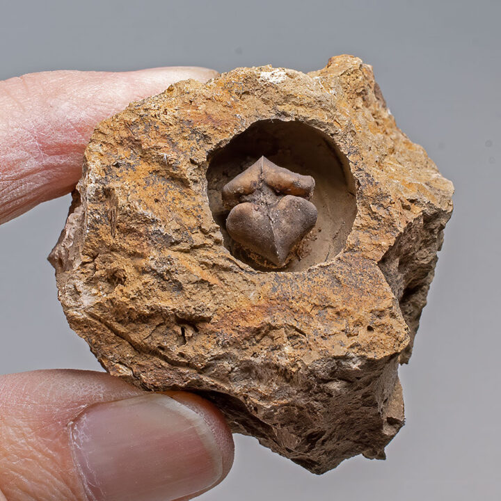 Clarno Nut - Juglans clarnensis