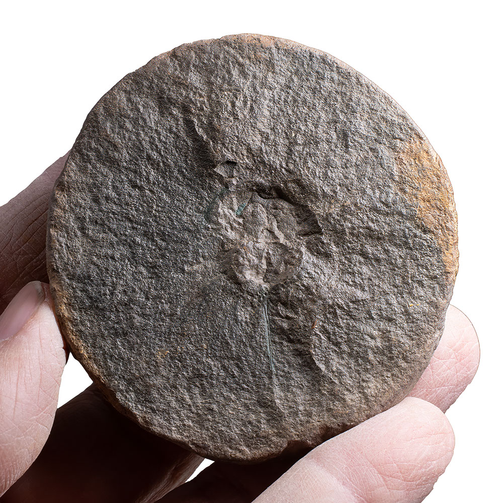 Mazon Horseshoe Crab - Euproops - Image 3