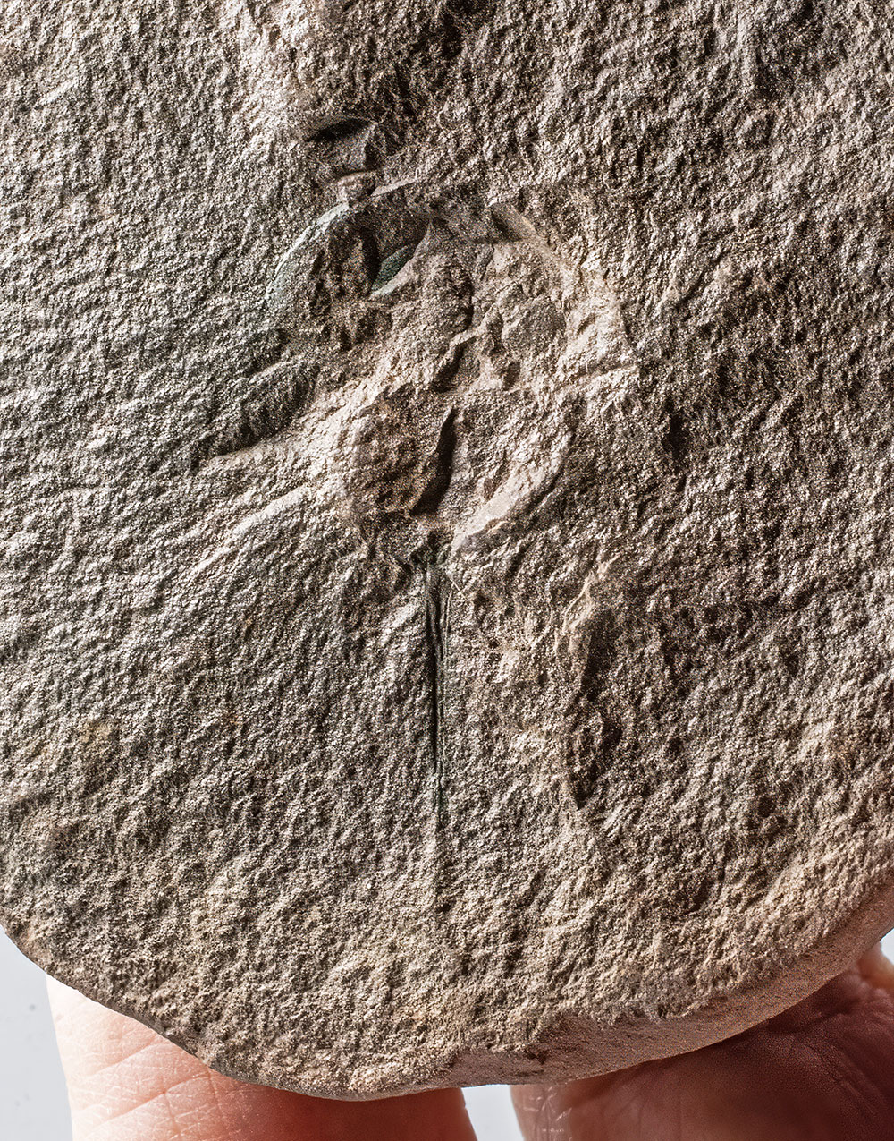 Mazon Horseshoe Crab - Euproops - Image 5