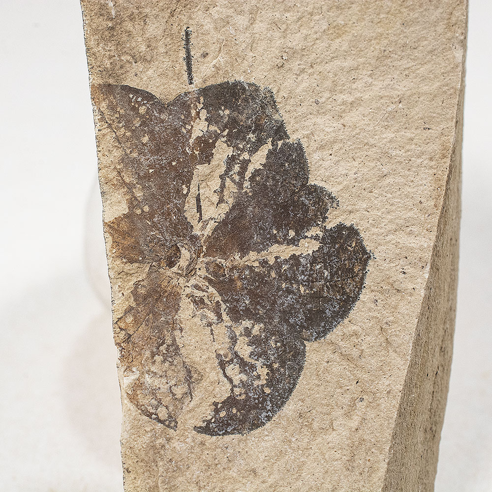 Eocene Flower - Florissantia
