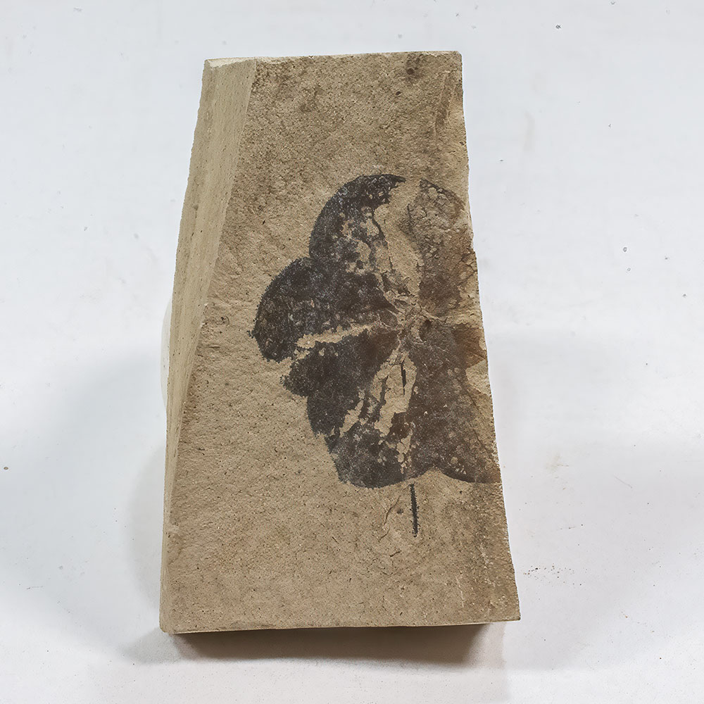Eocene Flower - Florissantia - Image 3