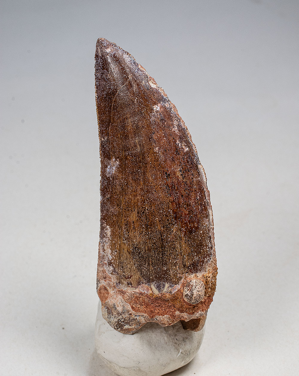 Theropod Tooth -Carcharodontosaurus saharicus - Image 2