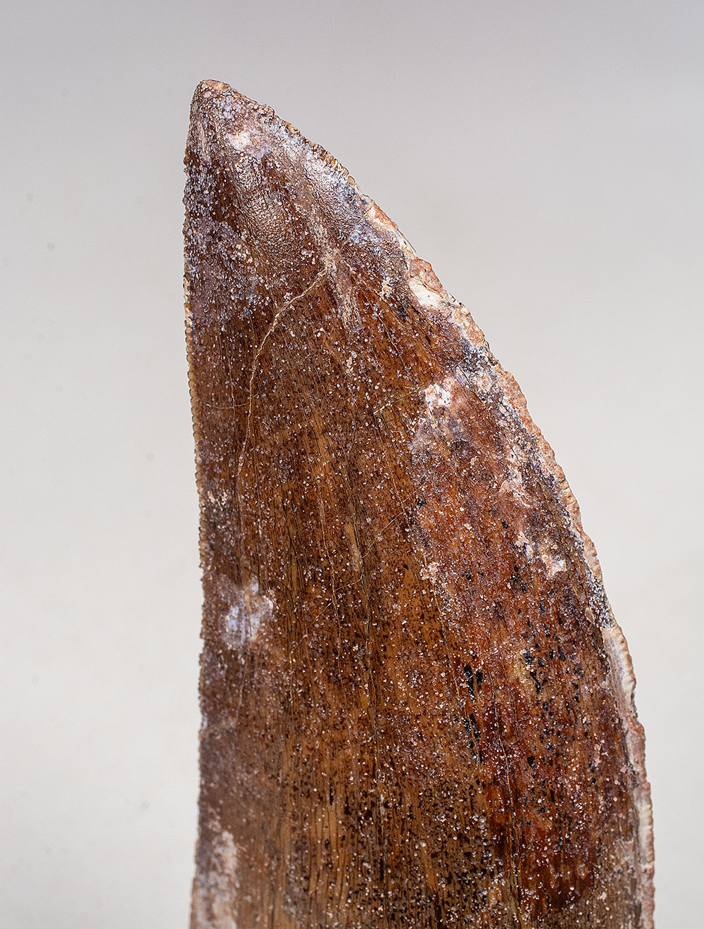 Theropod Tooth -Carcharodontosaurus saharicus - Image 3