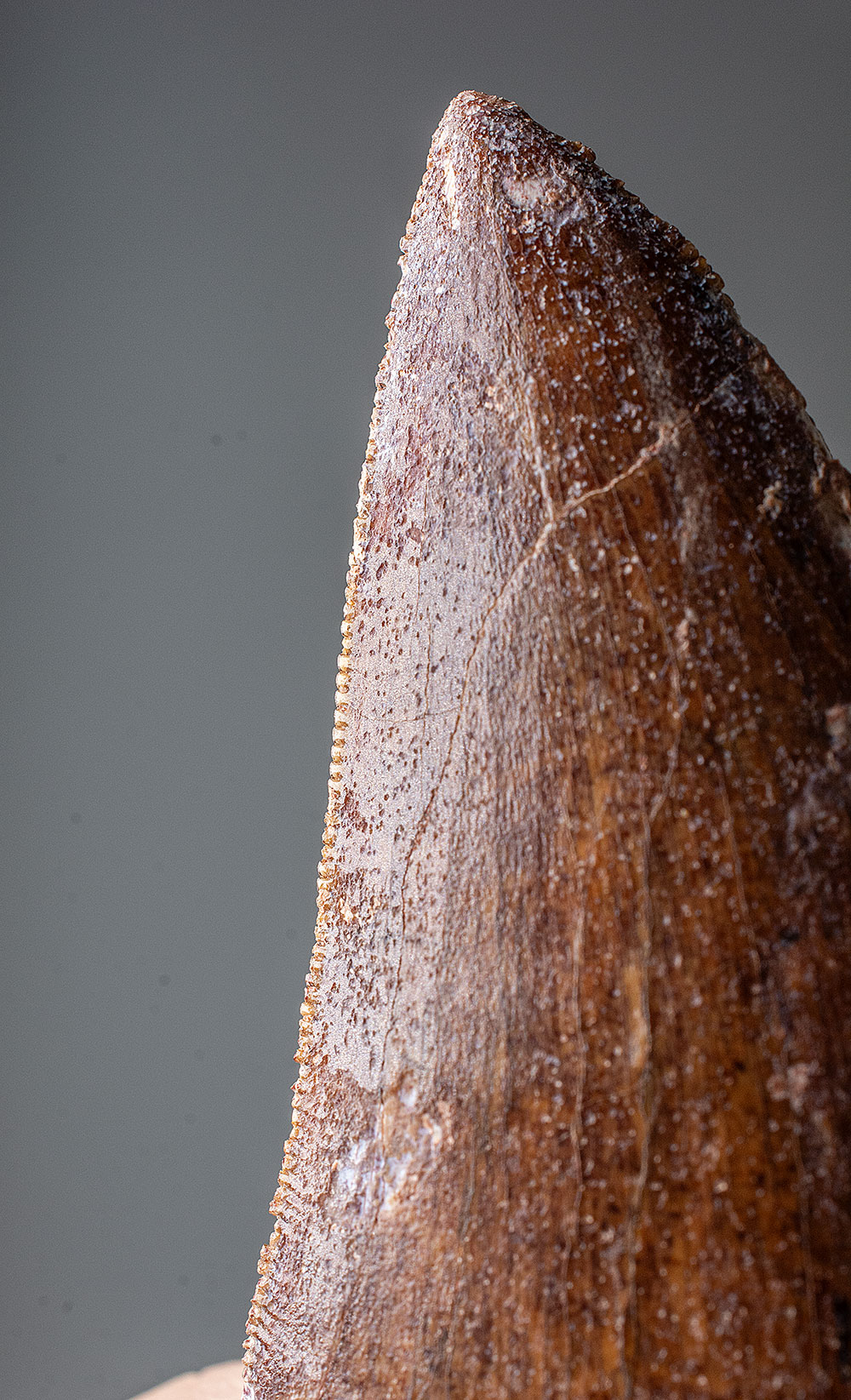 Theropod Tooth -Carcharodontosaurus saharicus - Image 4