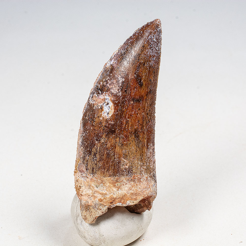 Theropod Tooth -Carcharodontosaurus saharicus