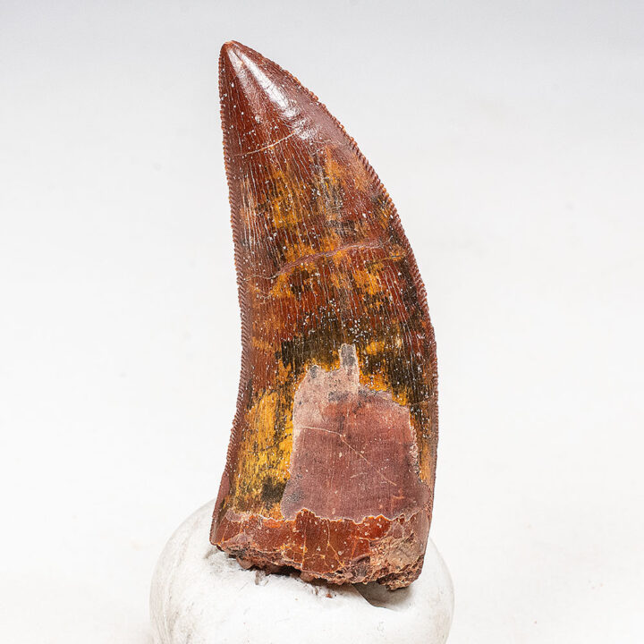 Theropod Tooth -Carcharodontosaurus saharicus