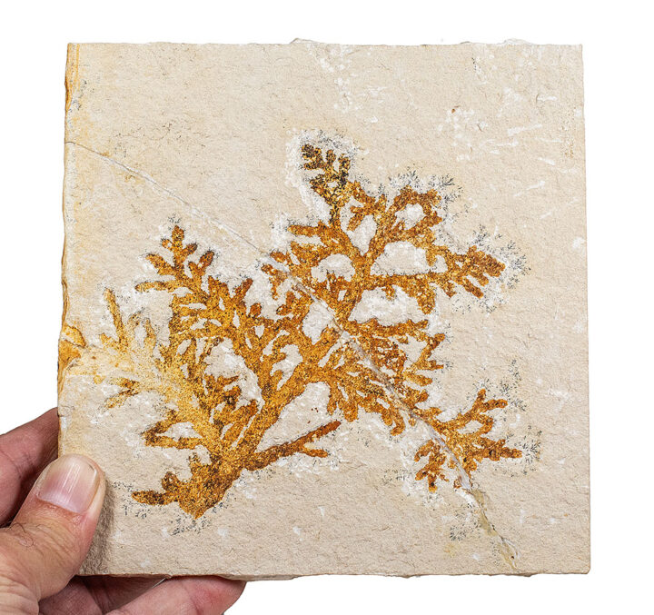 Jurassic Plant - Palaeocyparis