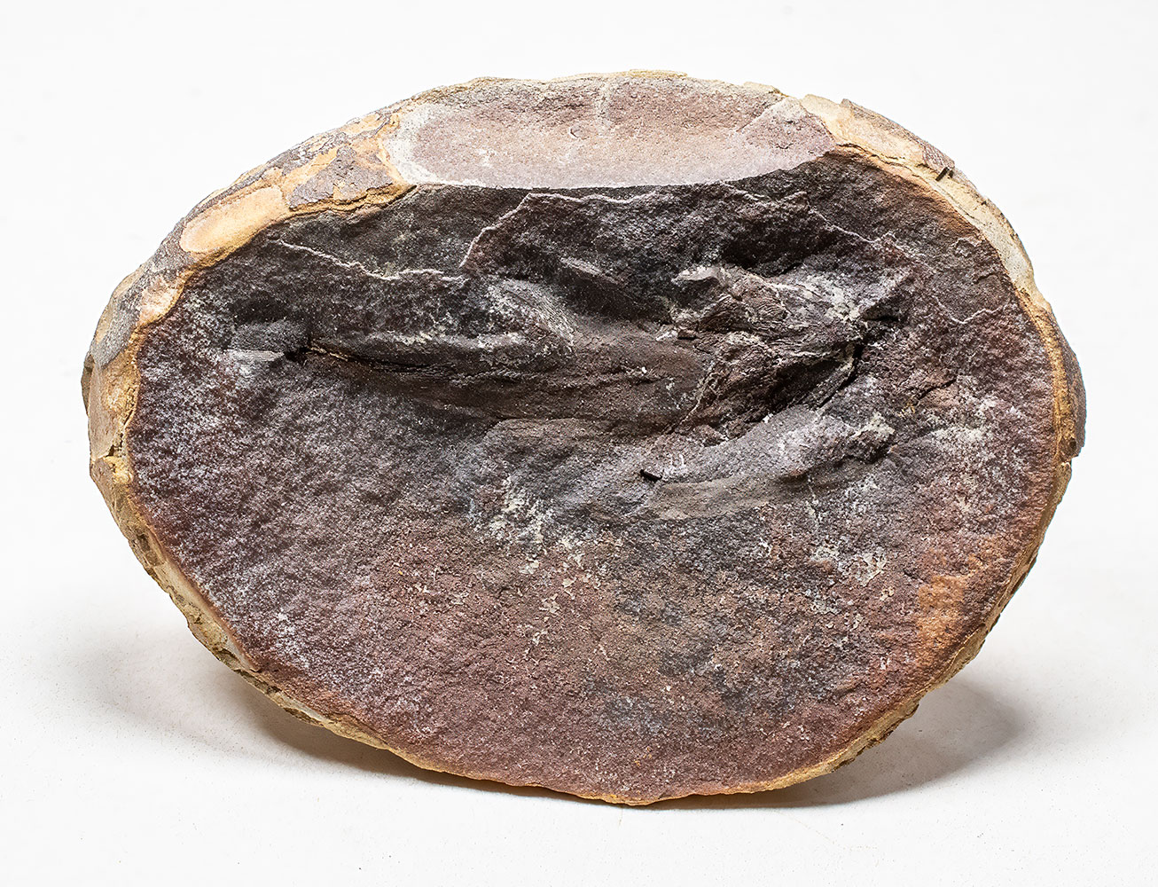 Mazon Creek Coelacanth - Rhabdoderma - Image 2