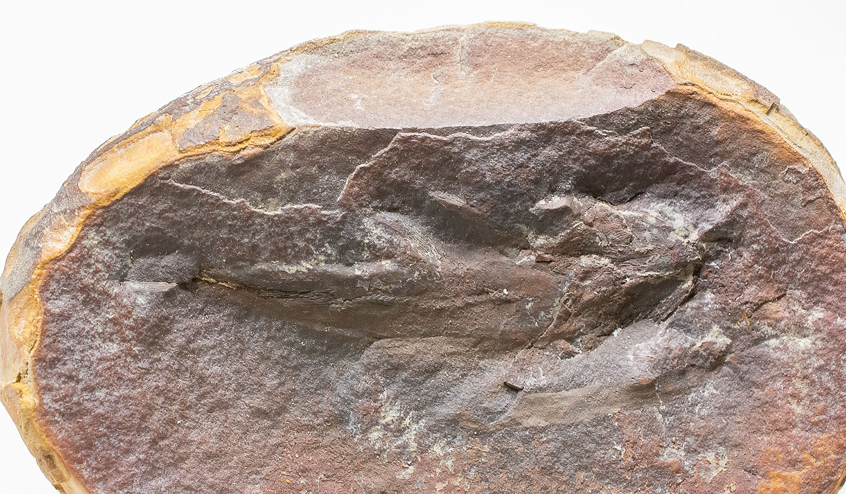 Mazon Creek Coelacanth - Rhabdoderma