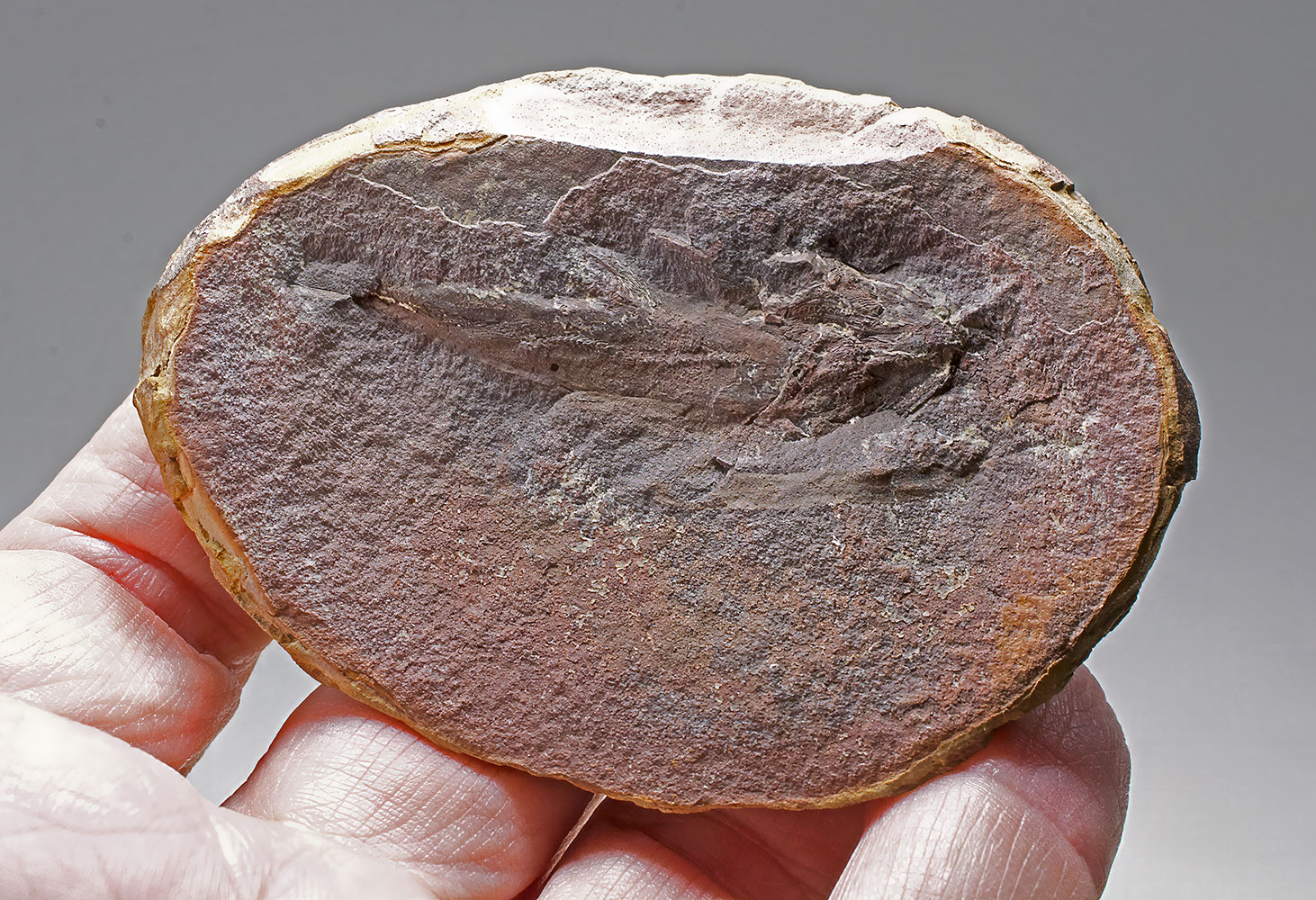 Mazon Creek Coelacanth - Rhabdoderma - Image 4
