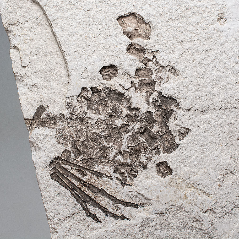 Crocodyliform -Tsoabichi greenriverensis Brochu, 2010