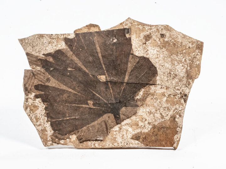 Rare Eocene Ginkgo - Ginkgo dissecta