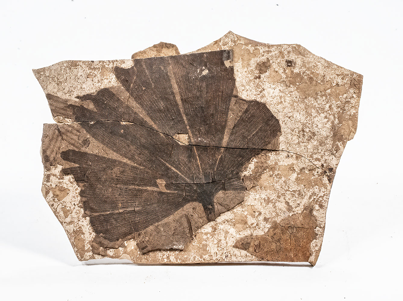 Rare Ginkgo dissecta Mustoe 2002
