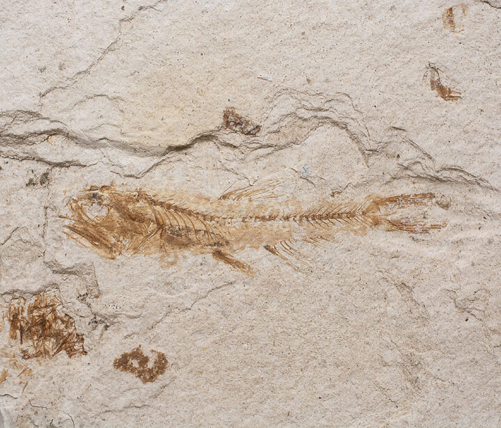California Lanternfish - Lepidophanes