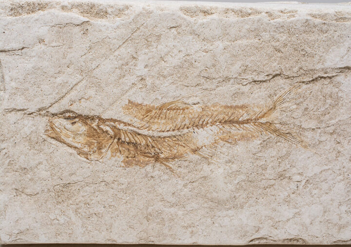 California Lantern Fish - Lepidophanes