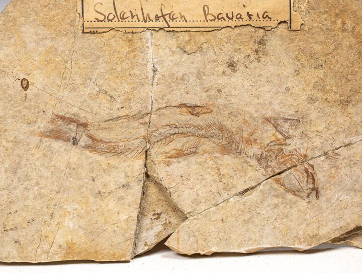 Solnhofen fish from old collection