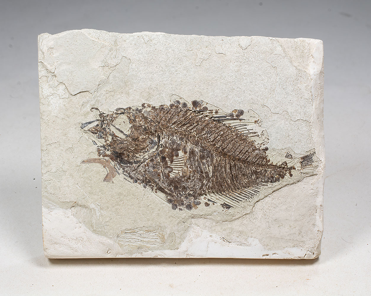 NOT a Green River Fish - - Image 2