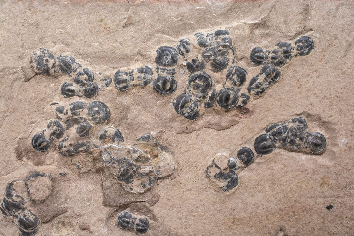 Butt Head Trilobites - Peronopsis sp.