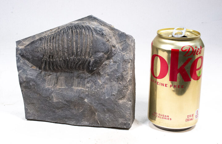 New York Trilobite - Dipleura dekayi
