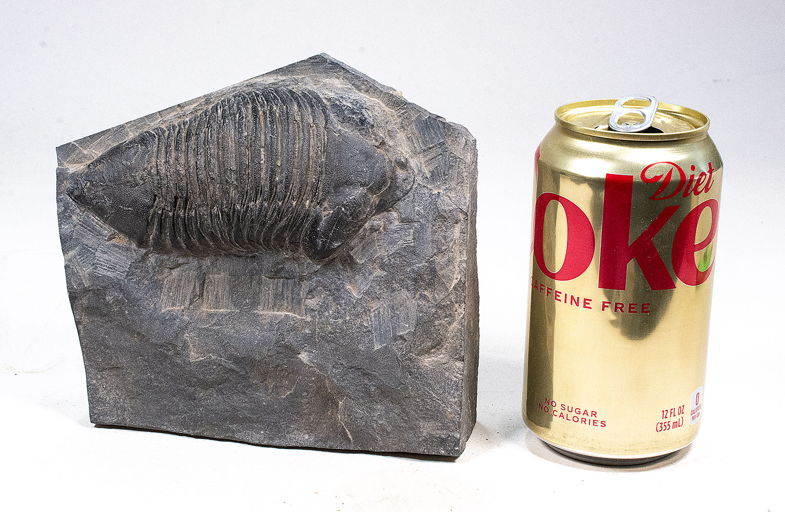 Trilobite - Dipleura dekayi