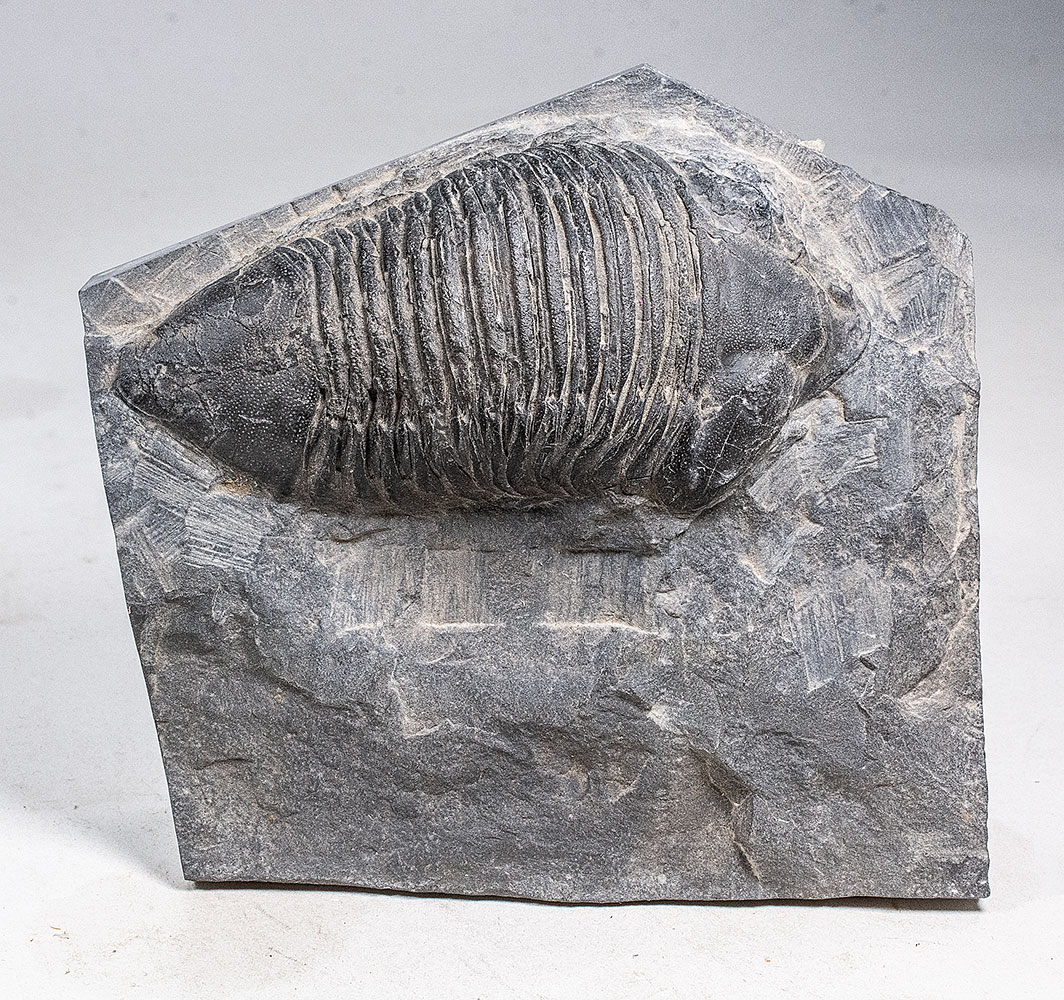 Trilobite - Dipleura dekayi - Image 3