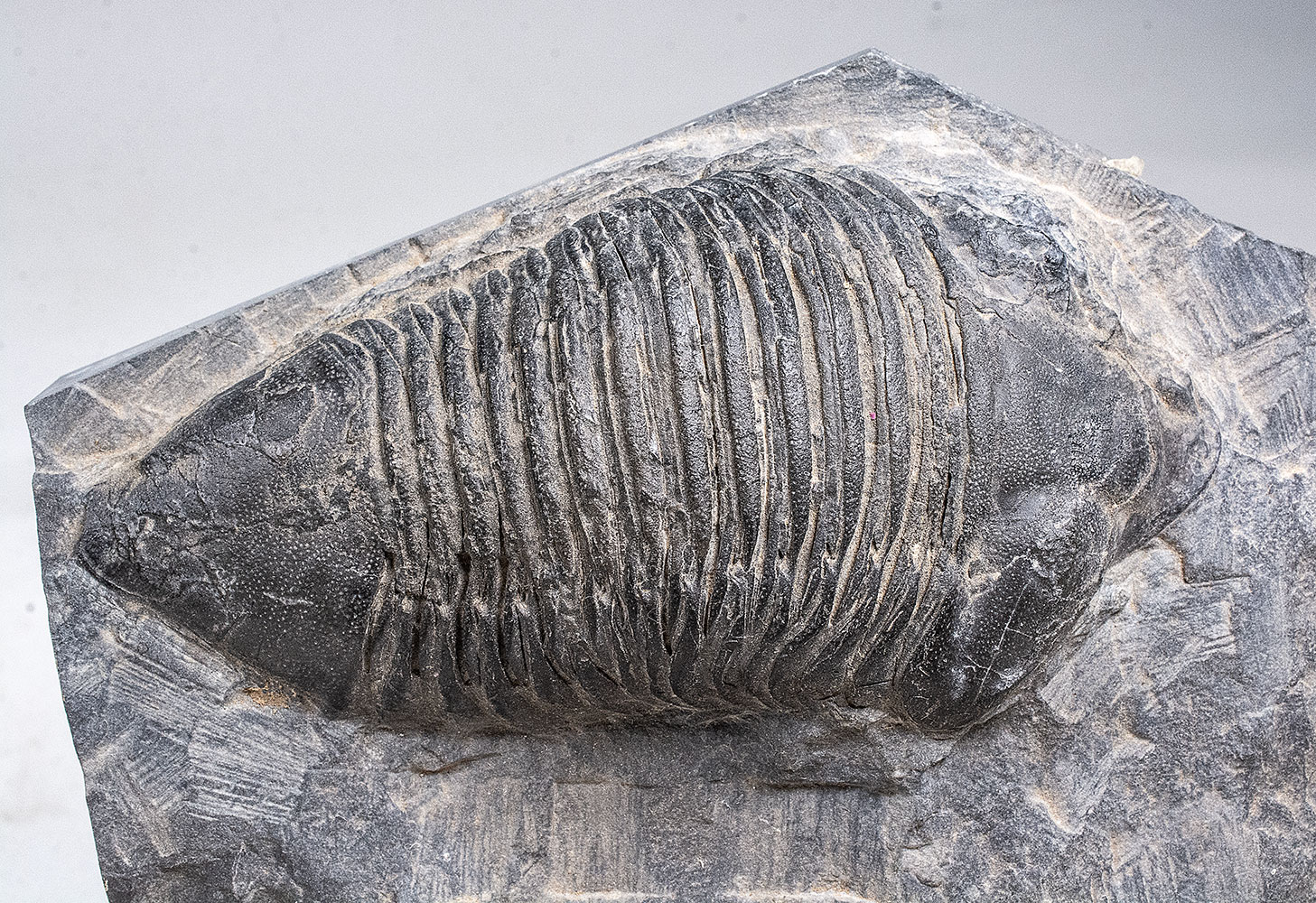 Trilobite - Dipleura dekayi - Image 4