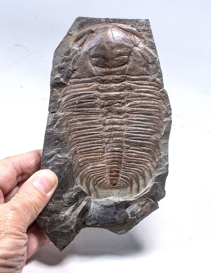 Trilobite - Paradoxides sp.