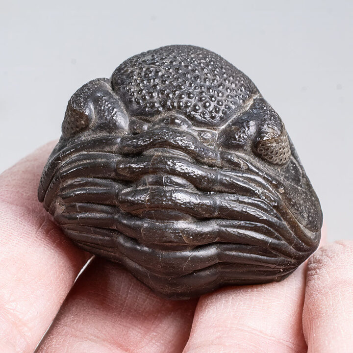 Enrolled Trilobite - Eldredgeops (Phacops) rana
