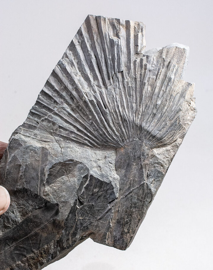 Paleocene Palm Leaf