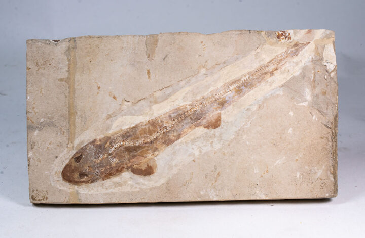 Cretaceous shark - Paratriakis